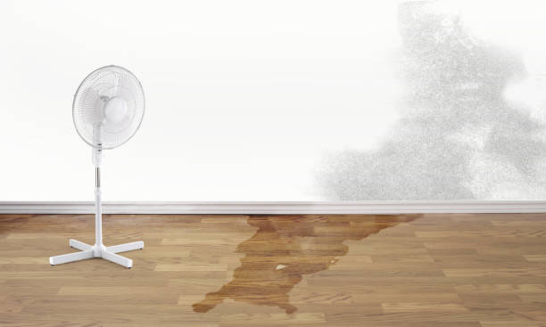 Best Water damage restoration near me  in Scottville, MI