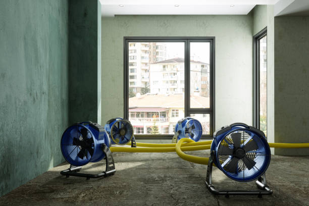 Best Professional water damage repair  in Scottville, MI